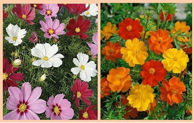 VibeX NDIR-68 - Cosmos mix Cosmos Bright Lights DUAL pack flower - (270 Seeds) Seed(270 per packet)