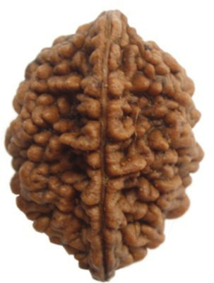 Shiva Tears 2 Mukhi Rudraksha with Certified, Standard, Natural brown Beads Wood
