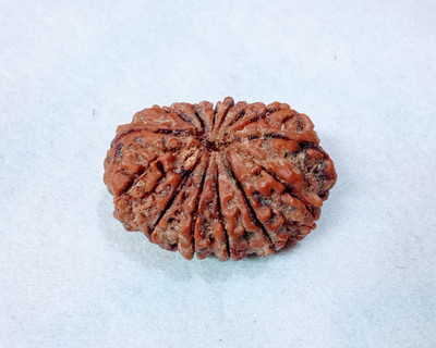 Vegga 12 mukhi rudraksha natural Wood