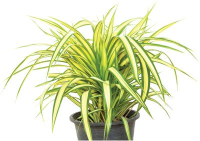 Ultima Search Pandanus Plant(Pack of 1)