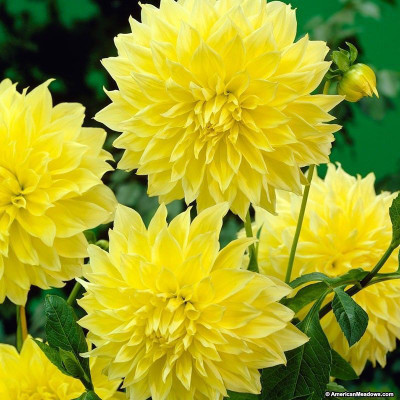 PB honey priya plant Draffe Plant(Hybrid, Pack of 1)