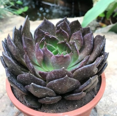 ROYAL NURSERY Echeveria Black Prince Plant(Hybrid, Pack of 1)