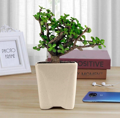ROYAL NURSERY Jade Plant(Hybrid, Pack of 1)