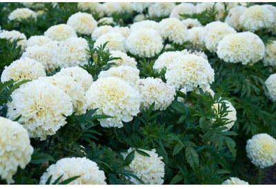 MKR Enterprises Marigold Seed(100 per packet)