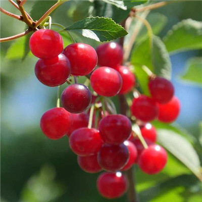 PB honey priya plant Cherry Fruit Plant(Hybrid, Pack of 1)