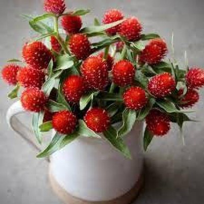 KANAYA Gomphrena Globosa Flower Seed(10 per packet)