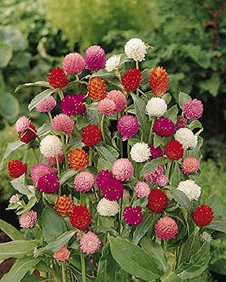 Aywal Gomphrena White / Globe amaranth / Gomphrena globosa White Flower Seed(80 per packet)