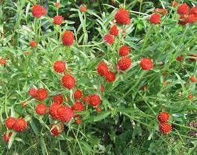 KANAYA Hybrid Gomphrena Seed(78 per packet)