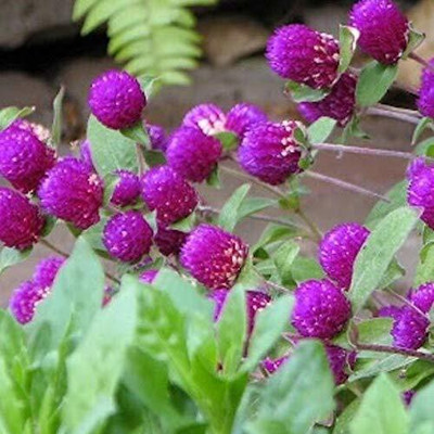 CYBEXIS HUA-82 - Purple Gomphrena Flower - (540 Seeds) Seed(540 per packet)