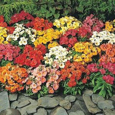Aywal Nemesia Mixed Plant Garden Seed(30 per packet)