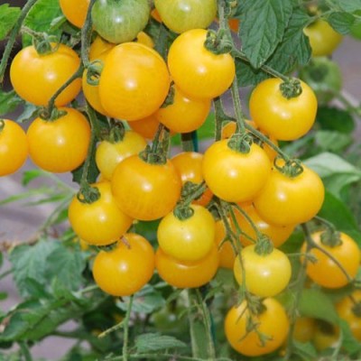Gromax India Cherry Tomato Yellow Seeds With Free Try Me Seeds Pack Seed(40 per packet)