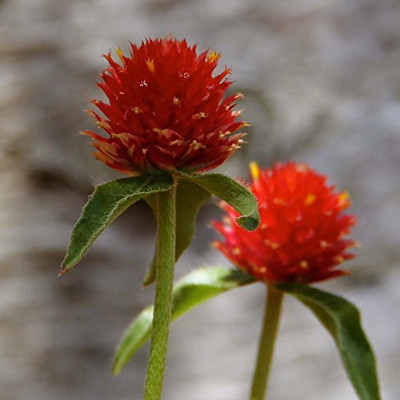 VibeX HUA-99 - Gomphrena Strawberry Fields - (60 Seeds) Seed(60 per packet)