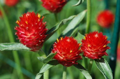 VibeX LX-98 - Gomphrena Red Strawberry Flower - (60 Seeds) Seed(60 per packet)