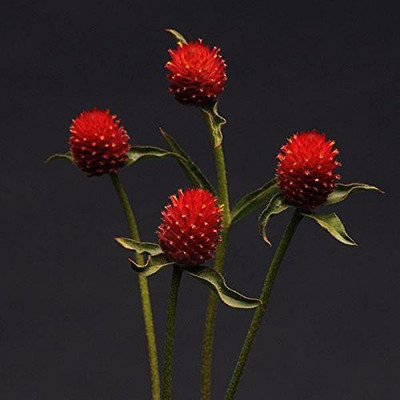 VibeX LX-64 - Gomphrena For Borders Red Mix Flower - (540 Seeds) Seed(540 per packet)