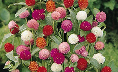 CYBEXIS VVI-38 - GOMPHRENA MIXED FLOWER - (60 Seeds) Seed(60 per packet)