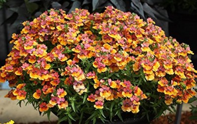 ACCELCROP Nemesia-Giant Carnivel Mixed Flower Seeds Seasonal Flowering Seed(70 per packet)
