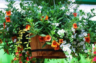 ACCELCROP Nemesia Red And White Flower Seed(16 per packet)