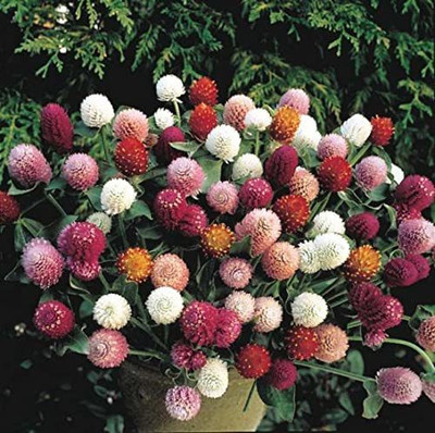 CYBEXIS VVI-4 - GOMPHRENA MIXED FLOWER - (540 Seeds) Seed(540 per packet)