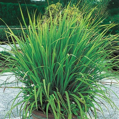 Gromax India Lemon Grass Seeds With Free Try Me Seeds Pck Seed(40 per packet)