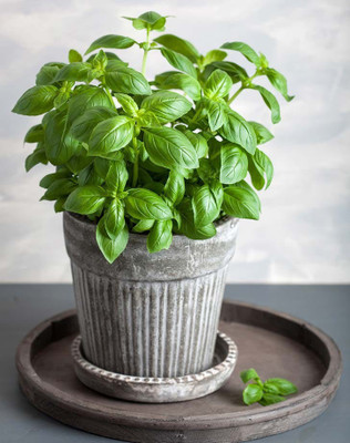 Gromax India Basil Seeds With Free Try Me Seeds Pack Seed(40 per packet)