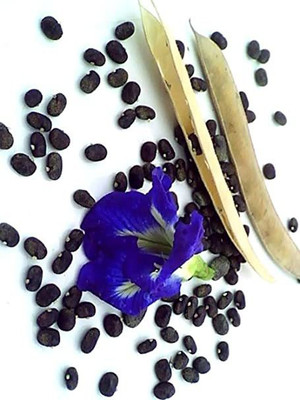 seedagro Aparajita, Butterfly Pea, Neelkantha Seed(100 per packet)