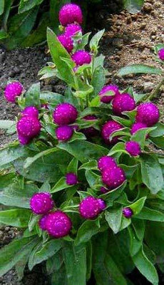CYBEXIS VXI-19 - Gomphrena Globe Thistle - (60 Seeds) Seed(60 per packet)