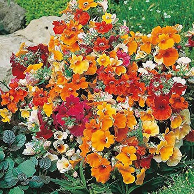 ACCELCROP Nemesia Red And White Flower Seed(54 per packet)