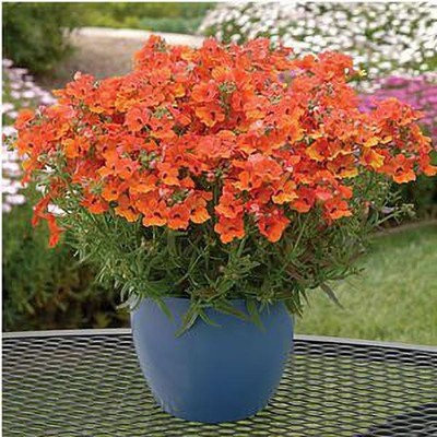 KANAYA Nemesia Carnival Flower Seed(75 per packet)
