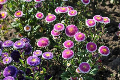 MAA Aster Princess Seed(112 per packet)