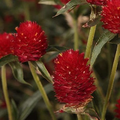 CYBEXIS Gomphrena Haageana Strawberry Flower Seeds Seed(50 per packet)