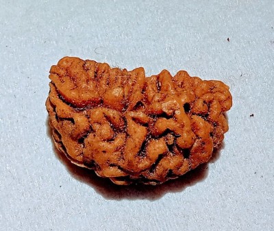 Vegga 1 mukhi rudraksha certified / natural kaju dana Wood