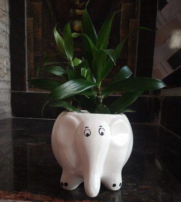 Luminescence Enterprises Luminescence Ceramic Elephant Shaped White Color Plant Container & Vase Set Plant Container Set(Ceramic)