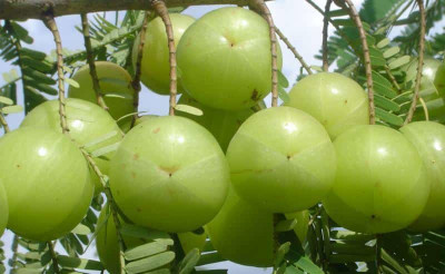 PlantQuipo Amla Plant(Hybrid, Pack of 1)
