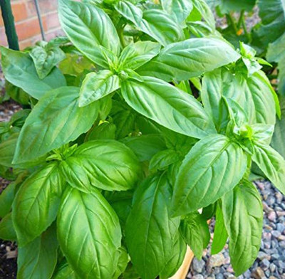 Gromax India Basil Seeds Seed(40 per packet)