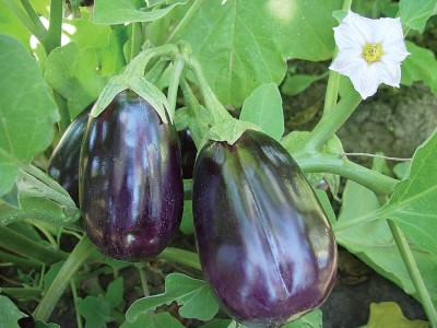 ACCELCROP F1 Hybrid Brinjal Round Seed(8000 per packet)
