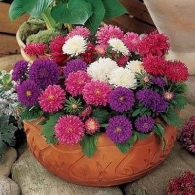 MAA Aster Princess Seed(112 per packet)