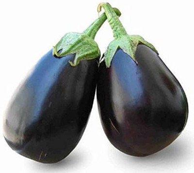 ACCELCROP F1 Hybrid Brinjal Round Seed(400 per packet)
