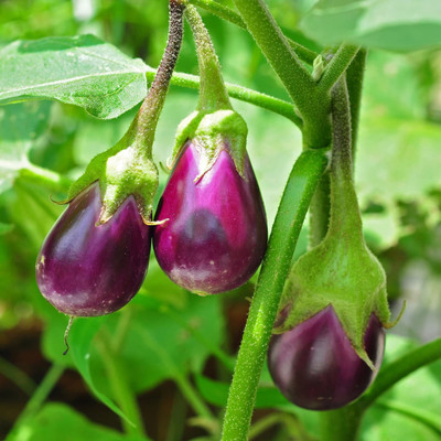 CYBEXIS NBIR-93 - Brinjal Purple - (150 Seeds) Seed(150 per packet)