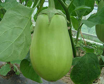 CYBEXIS VVI-55 - Brinjal Big Green Eggplant - (1350 Seeds) Seed(1350 per packet)