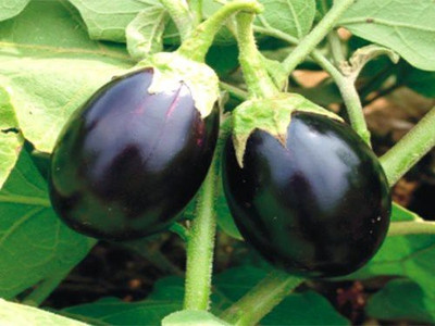 CYBEXIS XLR-74 - F1 Brinjal Deep Purple - (450 Seeds) Seed(450 per packet)