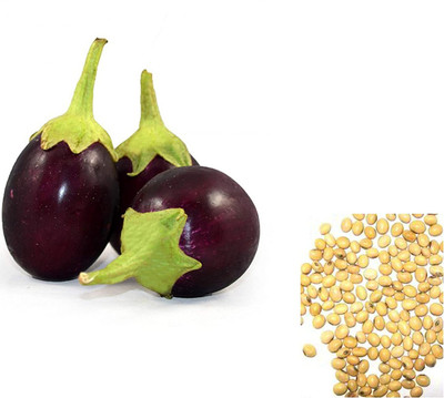 MKR Enterprises Brinjal Seed(100 per packet)