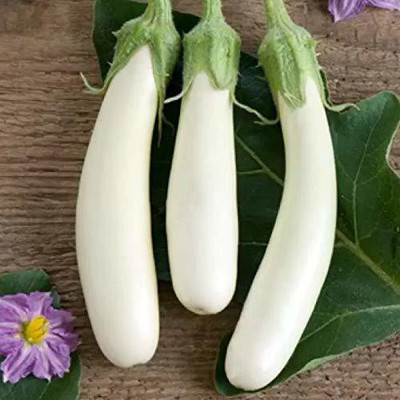 CYBEXIS XLL-18 - Brinjal White long vegetable - (1350 Seeds) Seed(1350 per packet)