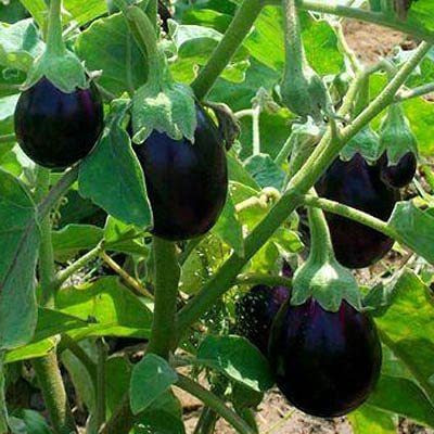 CYBEXIS GBPUT-95 - Hybrid Black round brinjal - (1350 Seeds) Seed(1350 per packet)