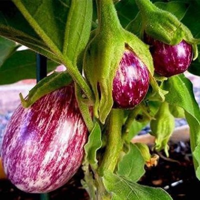 VibeX HUA-82 - Hybrid Brinjal High Germination - (150 Seeds) Seed(150 per packet)