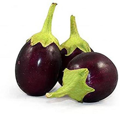 CYBEXIS NDIR-68 - Round Brinjal Indian - (450 Seeds) Seed(450 per packet)