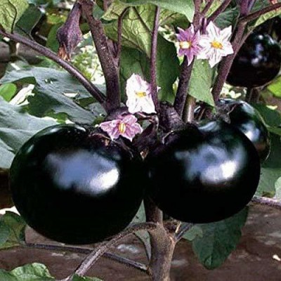 CYBEXIS NBIR-93 - Hybrid Black round brinjal - (1350 Seeds) Seed(1350 per packet)