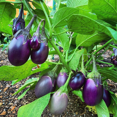 VibeX PAU-96 - Black round brinjal - (1350 Seeds) Seed(1350 per packet)