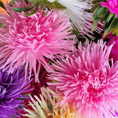 Aro Aster princes Seed(10 per packet)