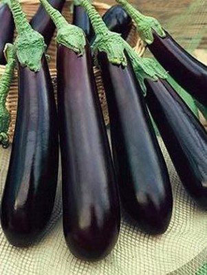 CYBEXIS LXI-73 - Brinjal Black Beauty - Brinjal Cluster - (450 Seeds) Seed(450 per packet)