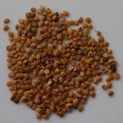 MKR Enterprises Bengan Seed(100 per packet)